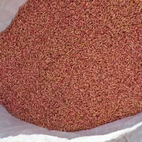 ۱۵ تن گندم بوجاری شده|عمده‌فروشی|تیکمه داش, |دیوار