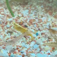 اگواریوم|ماهی|کردکوی, |دیوار