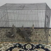 ۴تا عروس هلندی