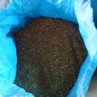 دانه روغنی کاملینا