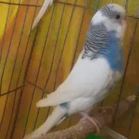 مرغ عشق جفت