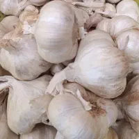 فروش سیر سفید خشک درجه یک همدان