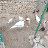 بوقلمون یکساله و پنج ماهه|حیوانات مزرعه|اهرم, |دیوار