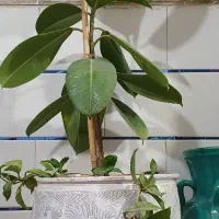 گل طبیعی فیکوس