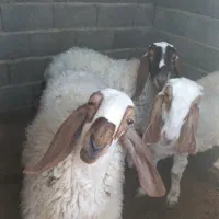 گوسفند مری اصل|حیوانات مزرعه|زاهدان, |دیوار