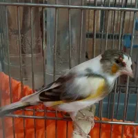 سهره قناری ابلغ ۸ ماهه