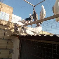 کبوتر|پرنده|ملارد, |دیوار