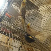 عروس هلندی باسه عددجوجه|پرنده|سبزوار, قصبه شرقی|دیوار