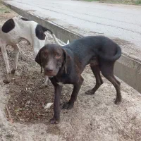 توله سگ دنبالانی حرفی|سگ|گلی داغ, |دیوار