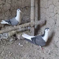یجفت نرا ماده دستگردی
