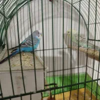 مرغ عشق|پرنده|کارون, |دیوار