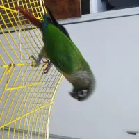 طوطی گرینچیک رنگ نرمال