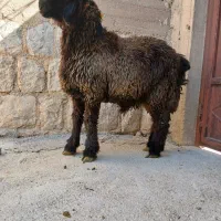 بره تخمی رگ دار|حیوانات مزرعه|کوهرنگ, |دیوار