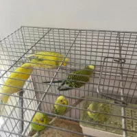 مرغ عشق ماده عروس هلندی