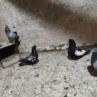 گل کبوتر پلاکی سینه مشکی  کفتر تهرانی بپر|حراج|لنجان, |دیوار