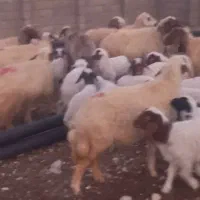 میش|حیوانات مزرعه|دزفول, |دیوار