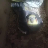 جفت عروس هلندی با پنج عدد جوجه ۱۲ روزه|پرنده|رشت, جانبازان|دیوار