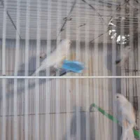 عروس  قناری|پرنده|مشهد, نیزه|دیوار