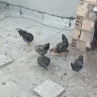 مرغ و خروس