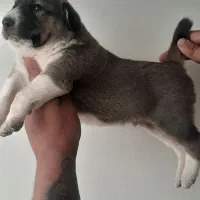 واگذاری سگ خراسانی افغان نگهبان گله