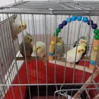 جوجه۳ماهه ویکونیم ماهه ویک جفت مولد بفروش می رسد.|پرنده|الوند, |دیوار