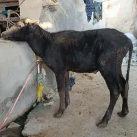 گاو گوساله گاسفند بز بره گاو میش در شادگان|حیوانات مزرعه|شادگان, |دیوار