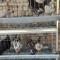 قفس مرغ وتعداد مرغ خروس