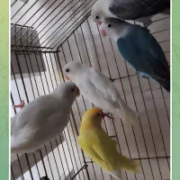 طوطی برزیلی|پرنده|کرج, شهرک بنفشه|دیوار