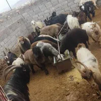 فروش انواع گوسفند زنده کهره بره چپش میش بز|حیوانات مزرعه|کرمان, |دیوار