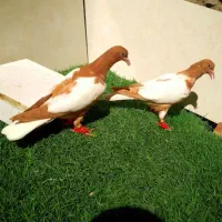 جوجه نر شتری زرد|پرنده|صابری, |دیوار