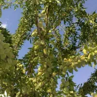 توزیع نهال بادام اسکندر یکساله فقط۵۰ تومان