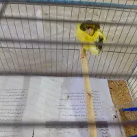 فروش عروس هلندی و قناری