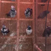 کبوترپرشی|پرنده|رشت, جانبازان|دیوار