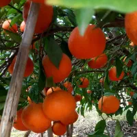 فروش حدود ۵۰۰ کیلو پیچ شیرین و آبدار سردرختی|عمدهفروشی|ساری, |دیوار