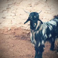 کهره.نر.بذری