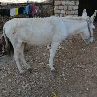 خر ماده|حیوانات مزرعه|چگنی, |دیوار