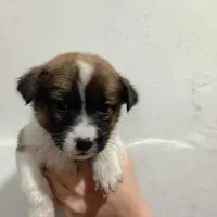 سگ پا کوتاه|سگ|رشت, دیلمان|دیوار