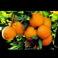 پذیرش نارنگی تامسون میدان تره بار میاندواب