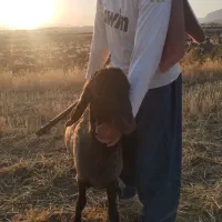 بره شال اصل