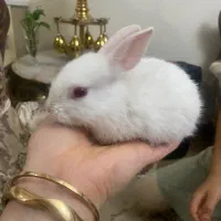 خرگوش ملوس