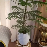 گل وگلدان زیبا