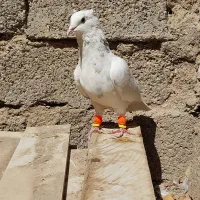 کبوتر  رنگی|پرنده|اهواز, عین ۲|دیوار