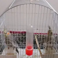 عروس هلندی نروماده ۲تومن