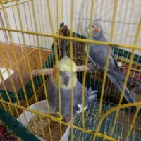 عروس هلندی مولد جفت