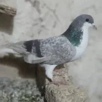 پرند کفتر|پرنده|گلبهار, بیزکی|دیوار