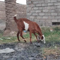 7راس بز پاکستانی ابستن|حیوانات مزرعه|جیرفت, |دیوار