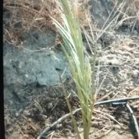 فسیل درخت نخل تحویل بندرعباس