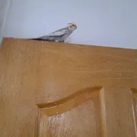 عروس هلندی نر