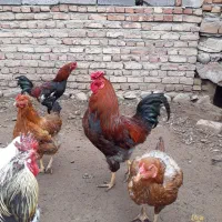 فروش مرغ و خروس محلی