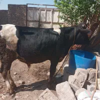 گاو نرچاق